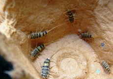 Thermobia domestica
