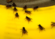 Musca domestica