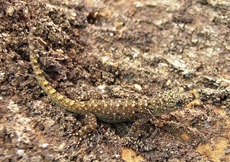 Gonatodes albogularis albogularis (Juvenile)