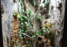 Gonatodes albogularis albogularis (Terrarium)