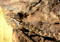 Gonatodes antillensis (Female)