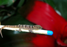 Gonatodes antillensis (Hatchling)