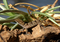 Gonatodes antillensis (Juvenile)