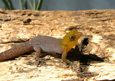 Gonatodes antillensis (Male)