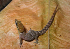 Gonatodes antillensis (Semiadult Male)