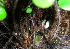 Gonatodes caudiscutatus (Egg)