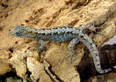 Gonatodes caudiscutatus (Female)