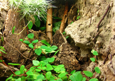 Gonatodes humeralis (Terrarium)