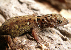 Gonatodes ocellatus (Female)