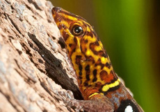 Gonatodes ocellatus (Male)