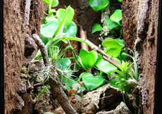 Gonatodes ocellatus (Terrarium)