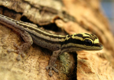 Lygodactylus kimhowelli (Juvenile)