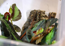 Lygodactylus grotei (Rearing Container)