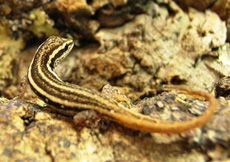Lygodactylus grotei (Female)