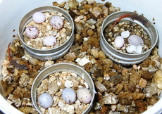 Lygodactylus grotei (Hatchling)