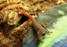 Lygodactylus grotei (Juvenile)