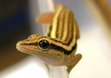 Lygodactylus grotei (Male)