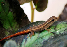 Lygodactylus grotei (Semiadult)