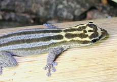 Lygodactylus kimhowelli