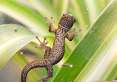 Lygodactylus laterimaculatus (Juvenile ventral)