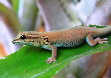 Lygodactylus williamsi (Female)