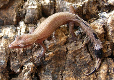 Ebenavia inunguis (Male)