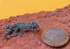 Hemidactylus imbricatus (Juvenile)