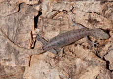 Hemiphyllodactylus typus