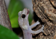 Hemiphyllodactylus typus (Female)