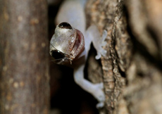 Hemiphyllodactylus typus (Female)