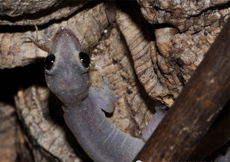 Hemiphyllodactylus typus (Female)