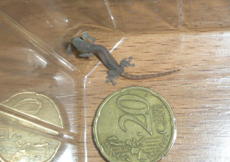 Hemiphyllodactylus typus (Juvenile)