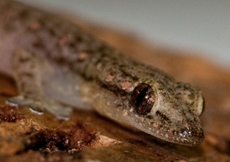 Hemiphyllodactylus typus (Portrait)