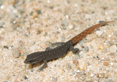 Saurodactylus brosseti (Semiadult)