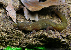 Sphaerodactylus argus (Female)
