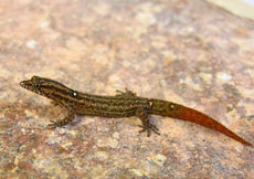 Sphaerodactylus difficilis diolenius (Female)