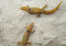 Sphaerodactylus macrolepis grandisquamis (Pair)