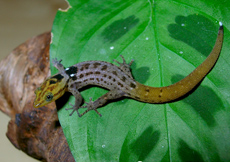 Sphaerodactylus macrolepis guarionex (Semiadult Male)