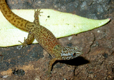 Sphaerodactylus macrolepis mimetes (Male)