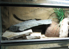 Tropiocolotes steudneri (Terrarium)